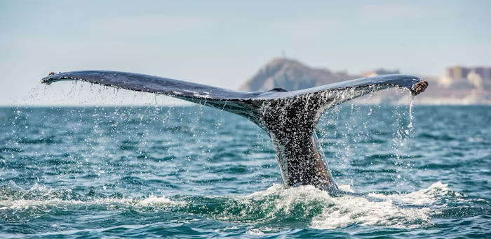 Whale Watching on Whidbey: Where to Spot Orcas and Gray Whales